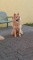 rudel (36)